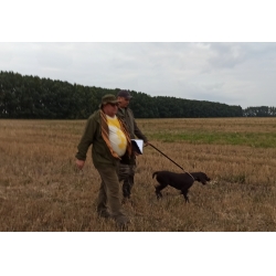 12 сентября  Воронежской РОООиР прошли районные испытания легавых собак по полевой дичи (перепел)